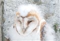 Barn owls have made their way to the far north – but still need help