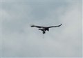Tourist's dramatic picture sparks police and RSPB appeal