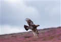 Gamekeepers seek clarity on grouse timetable as clock ticks