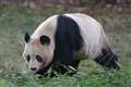 Giant Pandas start journey back to China