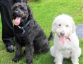 New Highland homes needed for special labradoodles 
