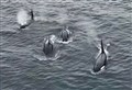 WATCH: Drone footage shows Orcas hunt seals off east coast 