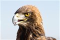 Police renew appeal after deaths of birds of prey in Highlands