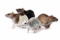 Oh rats as rodents land Highland Council with CCTV bill