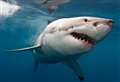 Google great white shark alert makes waves in Highlands seaside town
