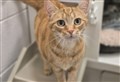 Can you give Daisy the cat a fur-ever home?