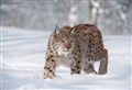 Fury over ‘rogue’ release of lynx in Badenoch today