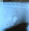 Dog died after swallowing electric plug