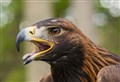 Badenoch estate helps golden eagles to spread their wings