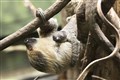 ‘Inquisitive’ baby two-toed sloth born at London Zoo