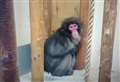 WATCH: Snow monkey Honshu is back home after wild adventure