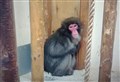 WATCH: Snow monkey Honshu is back home after wild adventure