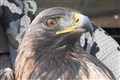 Golden eagle project sees bird numbers soar to new heights