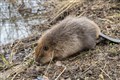 Two beaver kits moved to Loch Lomond die in ‘otter attack’