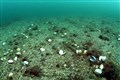Call to ban damaging fishing in protected sea areas to help climate fight