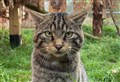 Scottish wildcat kittens to be released into the Cairngorms in 2023