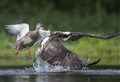 'Quacking' Cairngorms wildlife photograph collection up for major award 
