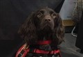 Highland pup Bramble is leader of Crufts pack