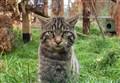 WATCH: Hopes that love cats will boost survival of one of UK's rarest mammals