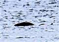 Could this be the Loch Ness Monster?