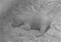 WATCH: New footage of adorable one-month-old polar bear cub at Highland Wildlife Park 