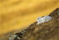 Mountain hare decline: the debate rages