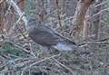 WATCH: Abernethy nature reserve's "amazing" live feed of goshawk nest a hit with visitors
