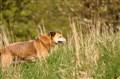 Couple appeal for help in missing dog case