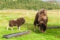 Highland Wildlife Park introduces its latest arrival