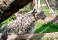 PICTURES: New snow leopard Pari at Highland Wildlife Park is spotted