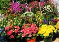Aviemore's floral display in jeopardy because of funding problems