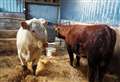 Retirement is for heifer and heifer for Strathspey vet