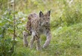 Hundreds of lynx could roam wild in the Highlands, say charities at parliament