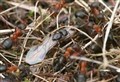 Wider angle sought of Cairngorms' narrow headed ants