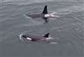 BBC Springwatch viewers see Sam's dramatic footage of orcas off Highlands coast