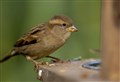 Sparrows still rule the roost in Highland gardens and beyond