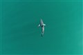 Baby and teenage great white sharks prefer shallow waters – study