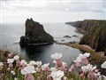 Sea campion at Duncansby by Sophie Thomas of John O'Groats.