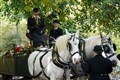 Shire horses transport flowers left for Queen in ‘fitting’ final tribute