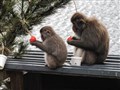 Christmas comes early for Highlands' snow monkeys