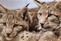 GOING WILD: Wild impulses to release animals will wreck reintroduction of more species in Scotland
