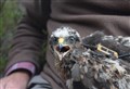 Harrier last seen in Strathspey found dead