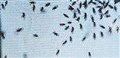 Highland midges warning