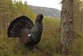New measures outline to save capercaillie