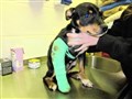 Number of animal cruelty cases in Scotland soars