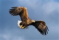 Highland welcome for sea eagle fledgings