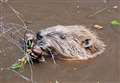 Beavers could soon be moving into Badenoch and Strathspey