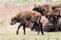 Highland Wildlife Park visitors set for a roaring good time