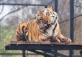Wait goes on for Highland Wildlife Park to reopen