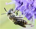 Battle on to save six Cairngorm species